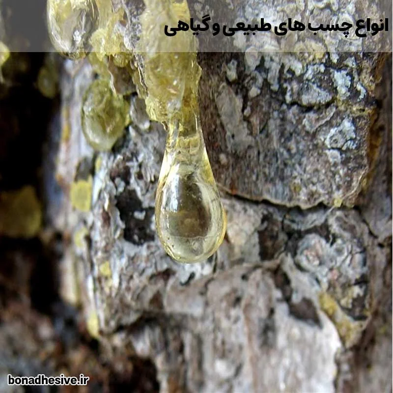 انواع چسب طبیعی و گیاهی